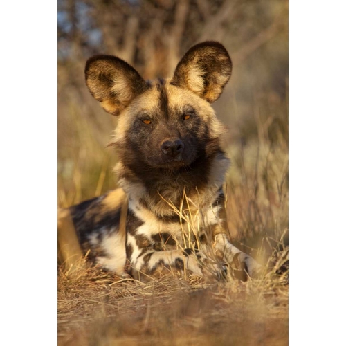 Africa, Namibia Wild dog resting